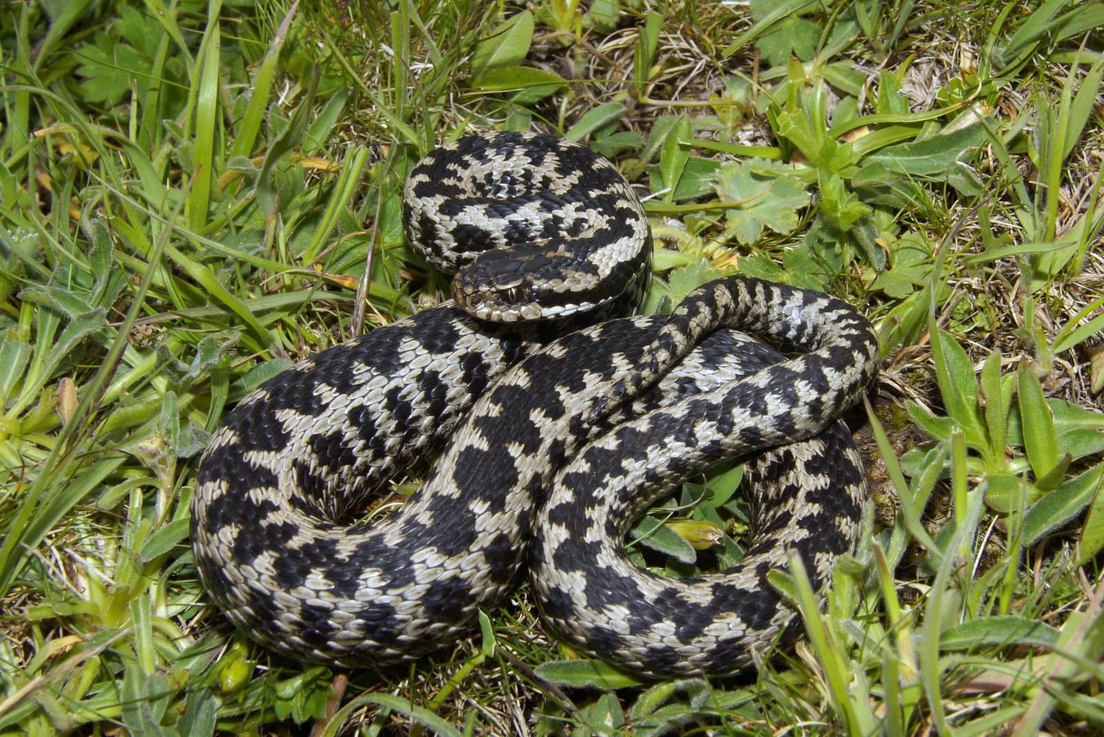 Vipera d. darevskii Karaultepe Mts via M. Karis (2)